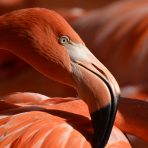  FW Zoo Flamingo 2018